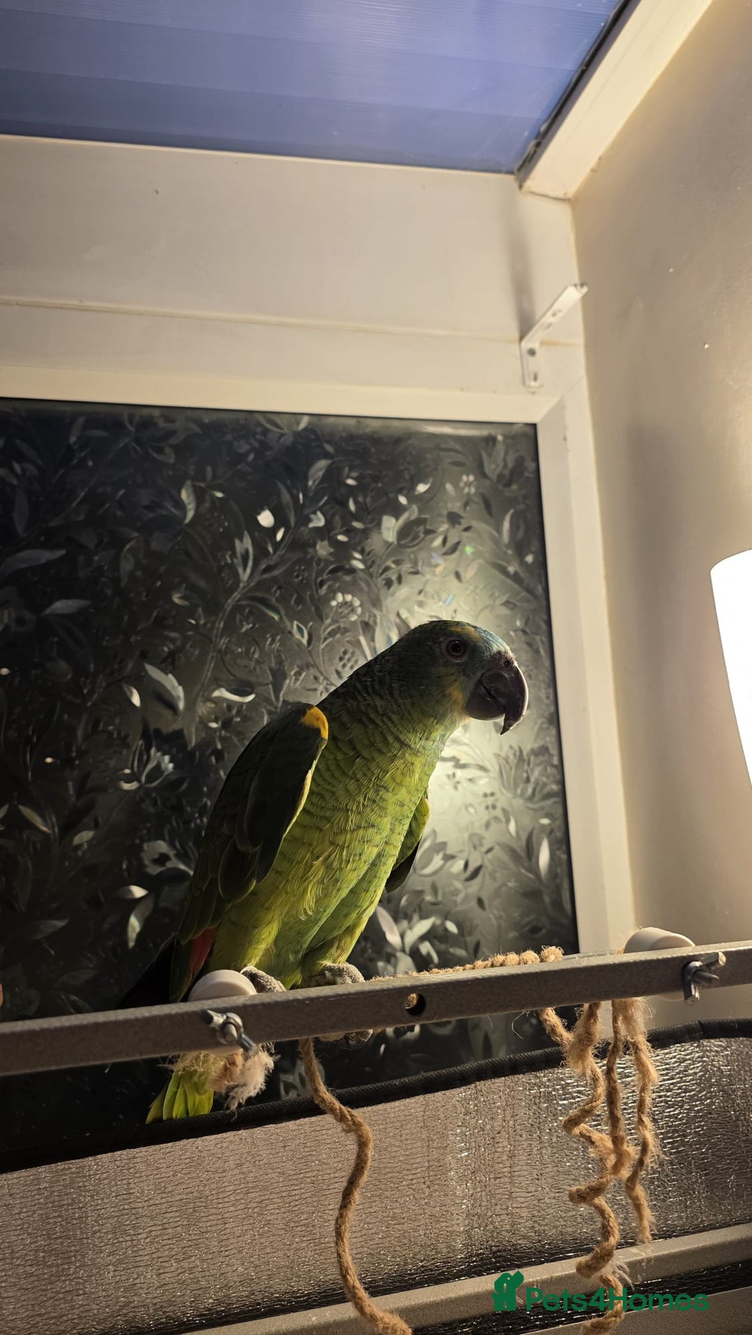 Parrots birds for sale: Stunning Blue Fronted Amazon (Cage included)  - Image 6