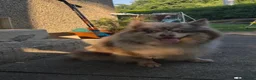 Pomsky dogs for sale: Beautiful chocolate and tan Pomsky girl  - Advert 5