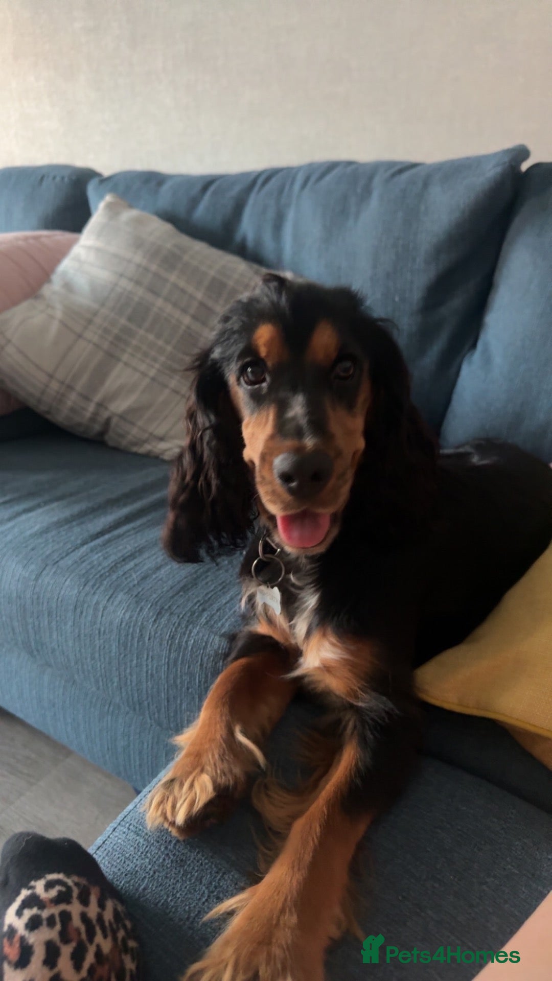 Cocker Spaniel dogs Mavis is needing a new home - Advert 1