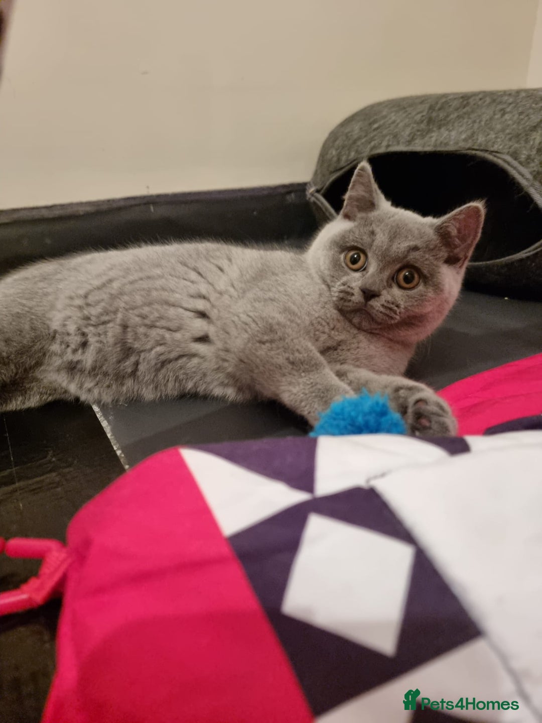 British Shorthair cats for sale:  To Go Now 3 Female Ready GCCF Healthy Pedigree - Advert 30