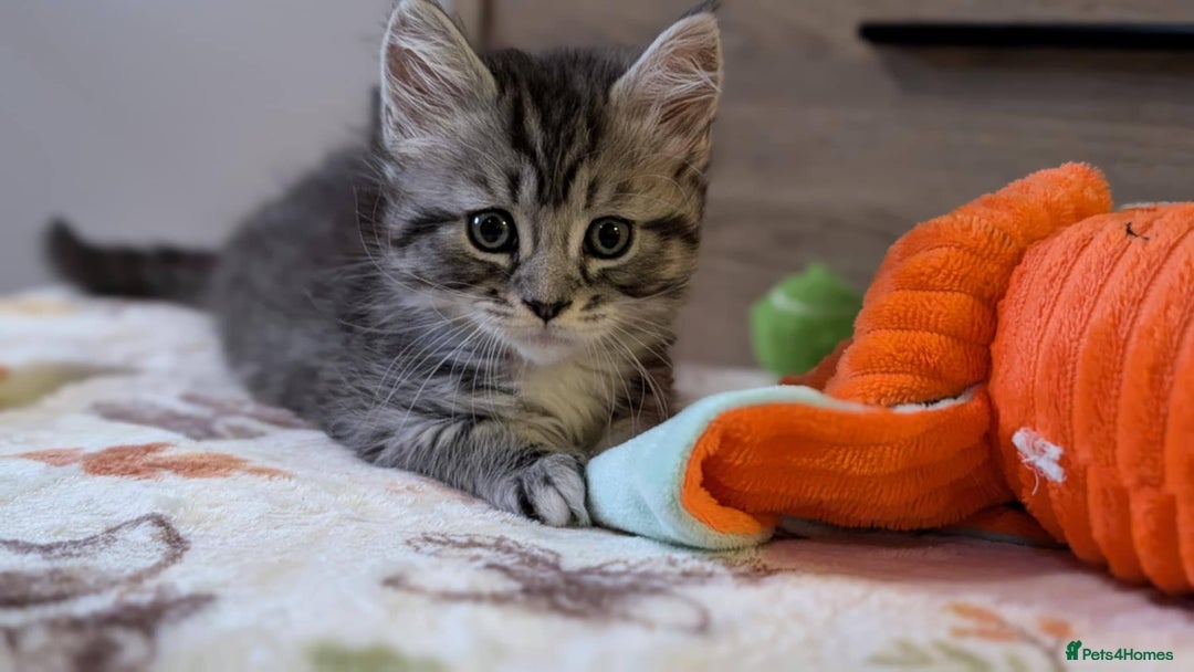 Maine Coon cats for sale: Maine Coon - Image 36