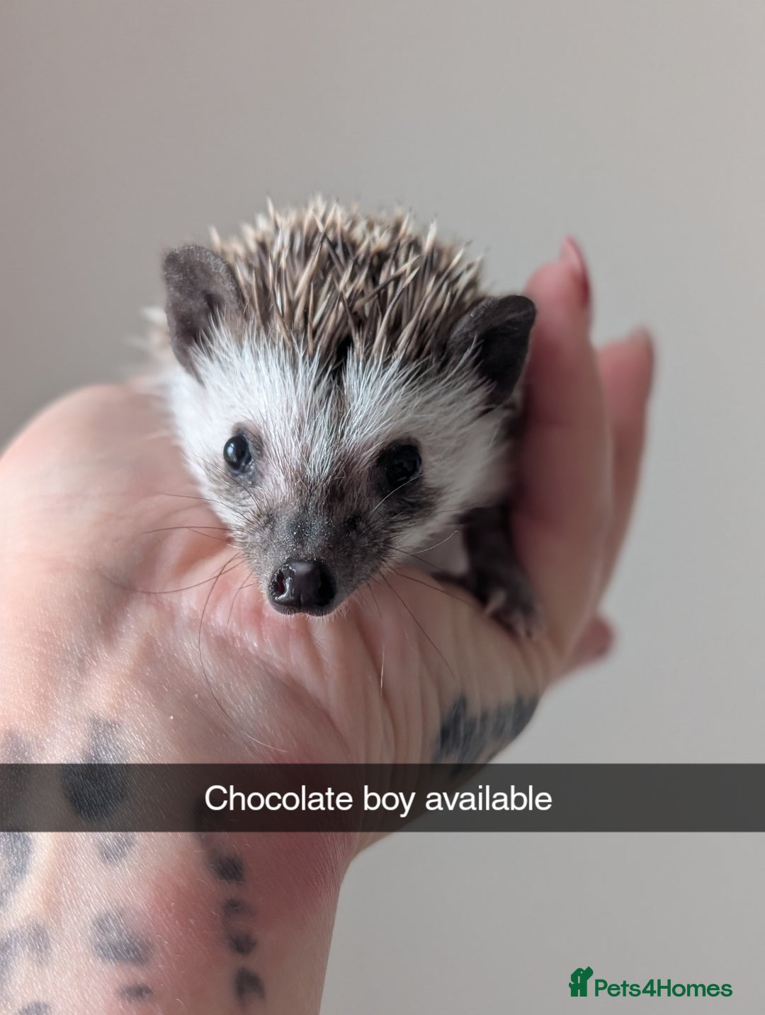 Pygmy Hedgehog rodents for sale: Gorgeous APH hedgehogs  - Advert 4