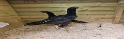 Chickens poultry for sale: O shamos pure japenese and belguims   - Advert 3