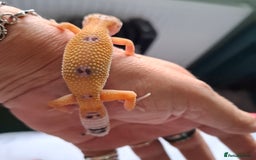 Gecko reptiles for sale: Leopard gecko babies - Image 11
