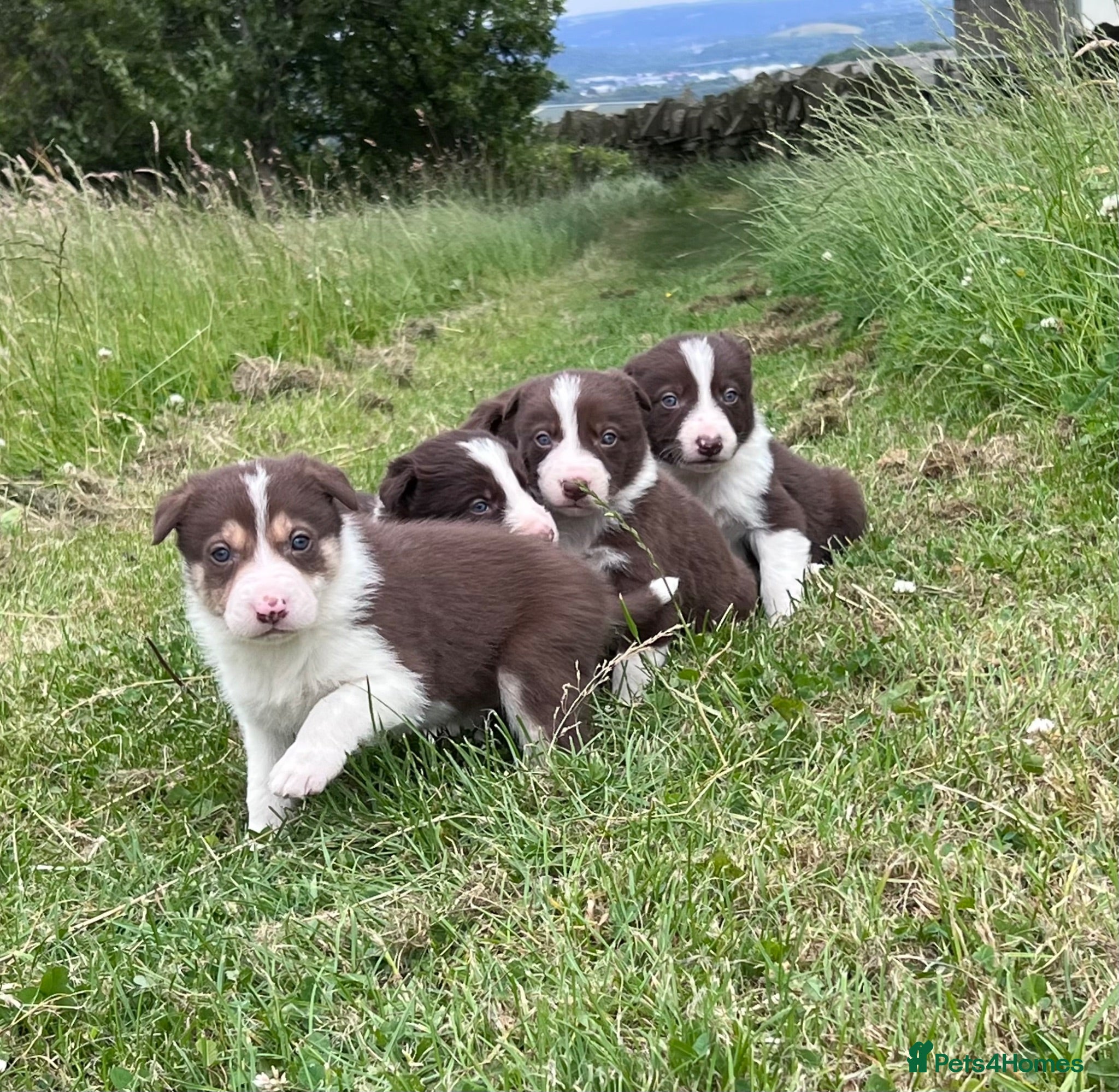 Border Collie dogs ISDS Red & white Border Collie Puppies - Advert 8