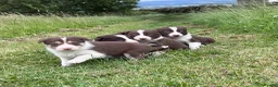 Border Collie dogs for sale: ISDS Red & white Border Collie Puppies - Advert 1