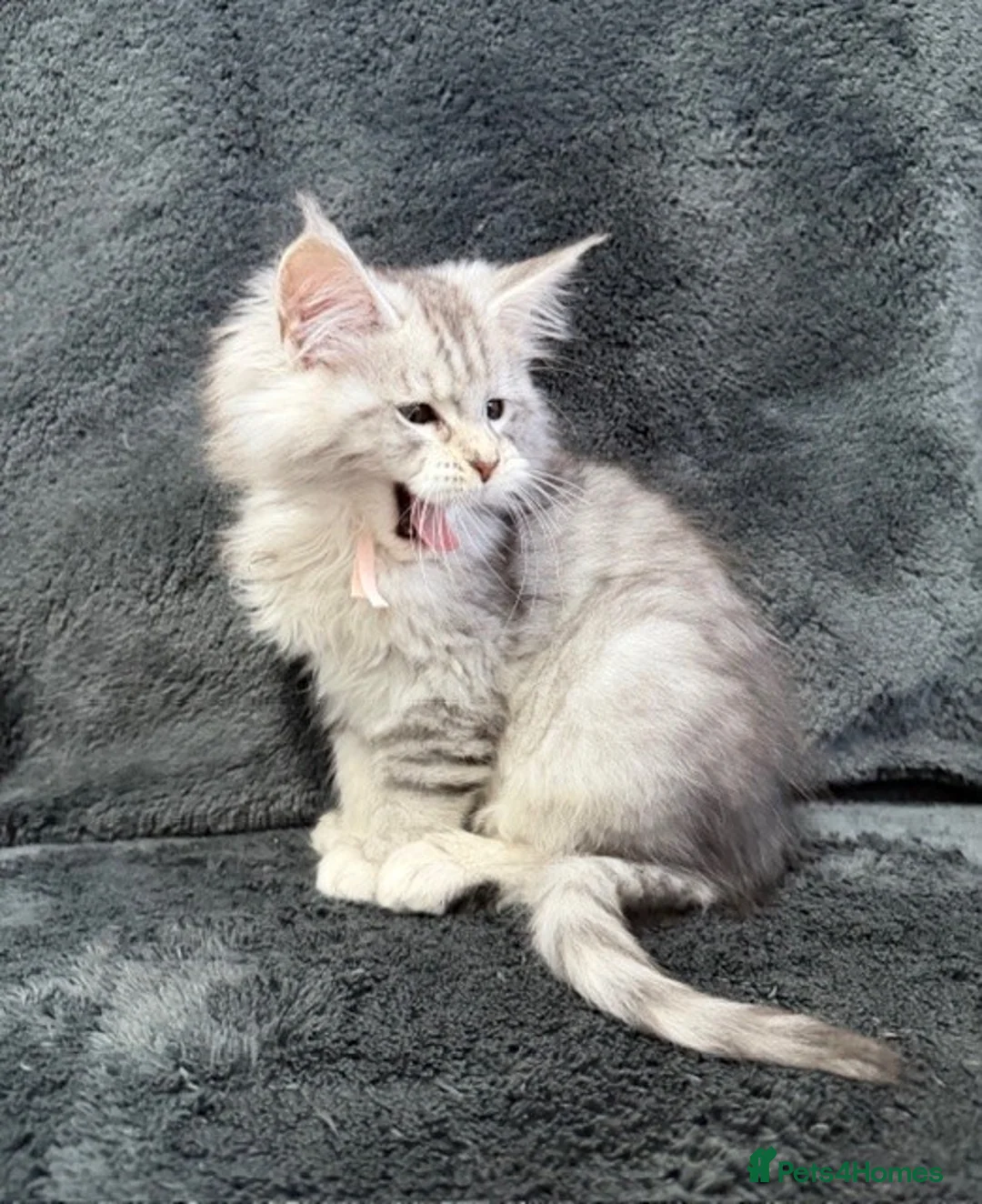 Maine Coon cats for sale: 🐾 TICA-Registered Maine Coon Kittens🐾 - Advert 2