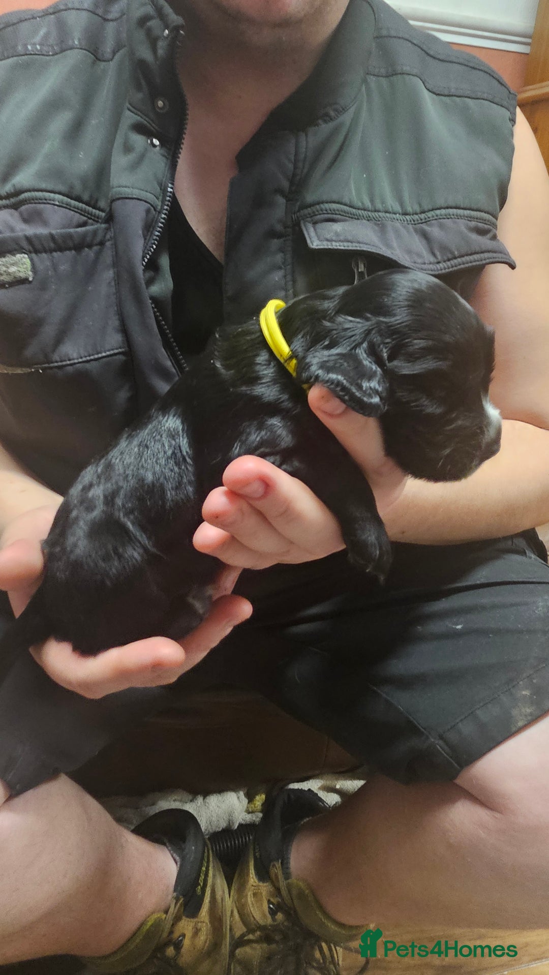 Cocker Spaniel dogs for sale: Beautiful cocker spaniel  - Advert 22