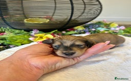 Miniature Dachshund dogs for sale: Cream Litter 5 Star Breeder ⭐️⭐️⭐️⭐️⭐️  - Image 11