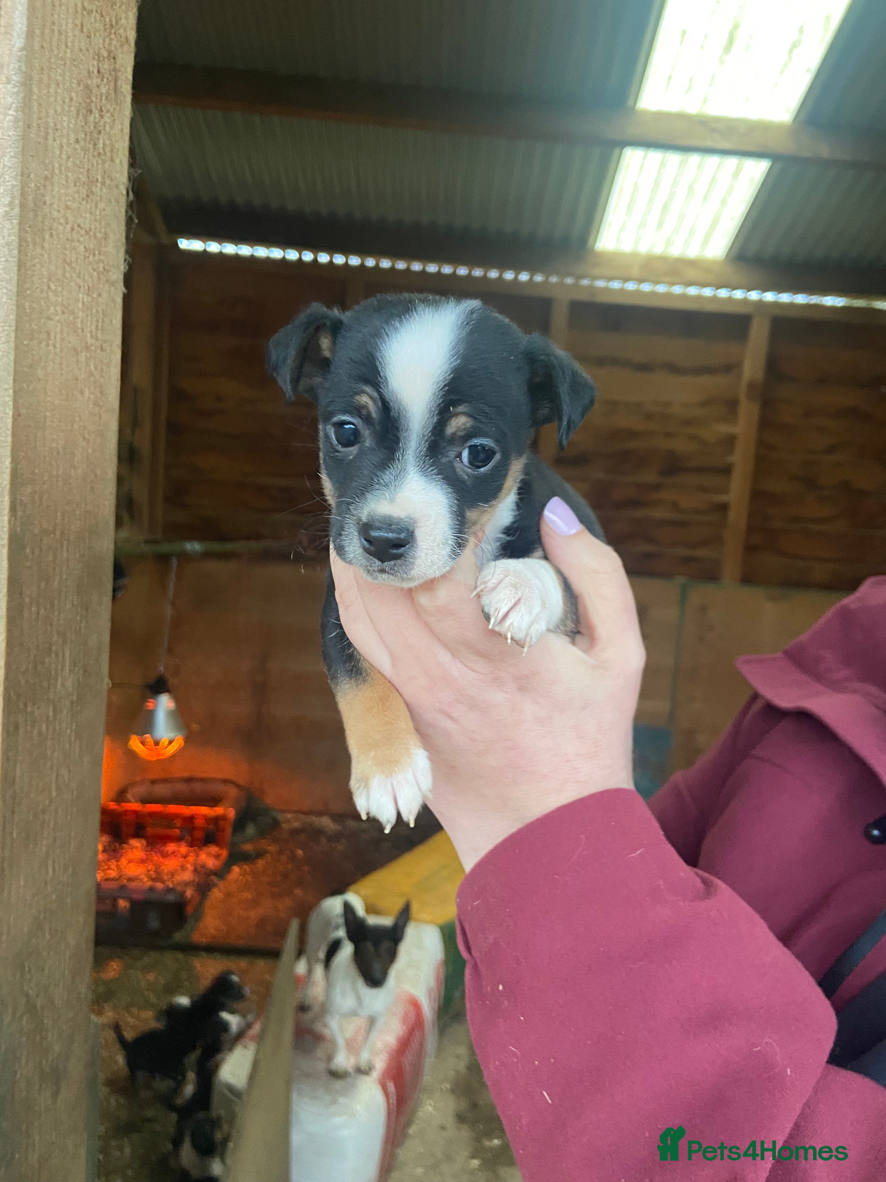 Jack Russell dogs Beautiful True to type Jack Russell  - Advert 1