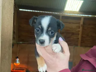 Jack Russell dogs Beautiful True to type Jack Russell - Advert 1