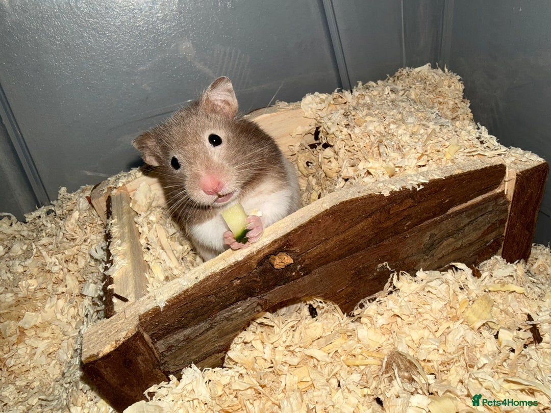 Hamster rodents for sale: Russian dwarf hamster - Advert 1