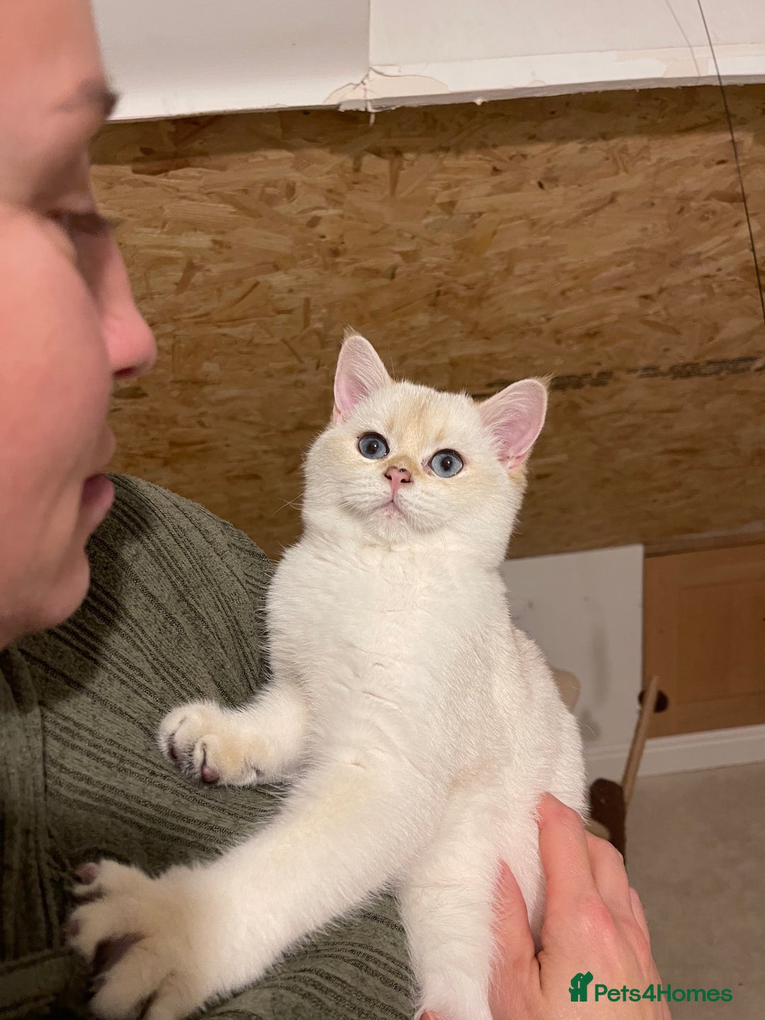 Scottish Fold cats for sale: SALE !!! LUXURY GOLDEN CHINCHILLA SCOTTISH FOLD  - Advert 3