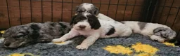 Cockapoo dogs for sale: F1b Cockapoos incl. Merle and Roans - Advert 15