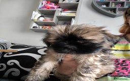 Lhasa Apso dogs for sale: Lhasa apso puppies 4 girls 💗2 boys 🩵 - Image 3
