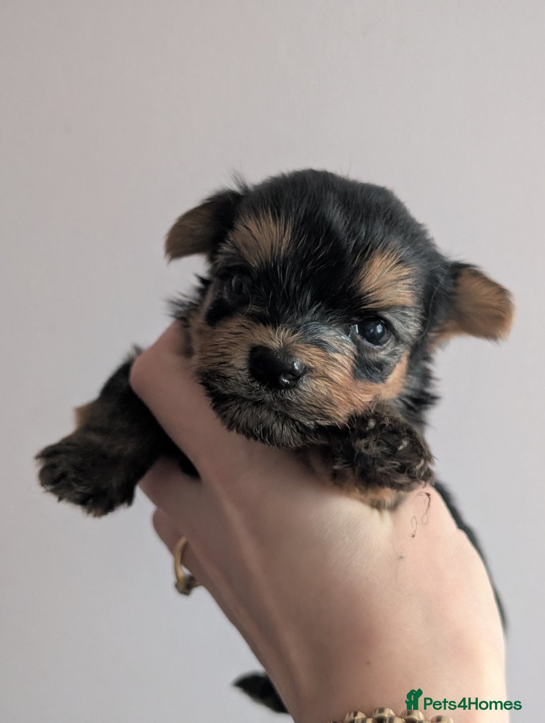 Yorkshire Terrier dogs for sale: Pedigree Yorkshire Terrier pups for sale - Advert 7