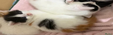 Kitten 💜