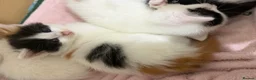 Mixed Breed cats for sale: Kittens Looking for Their Forever Homes 🐾 - Advert 4