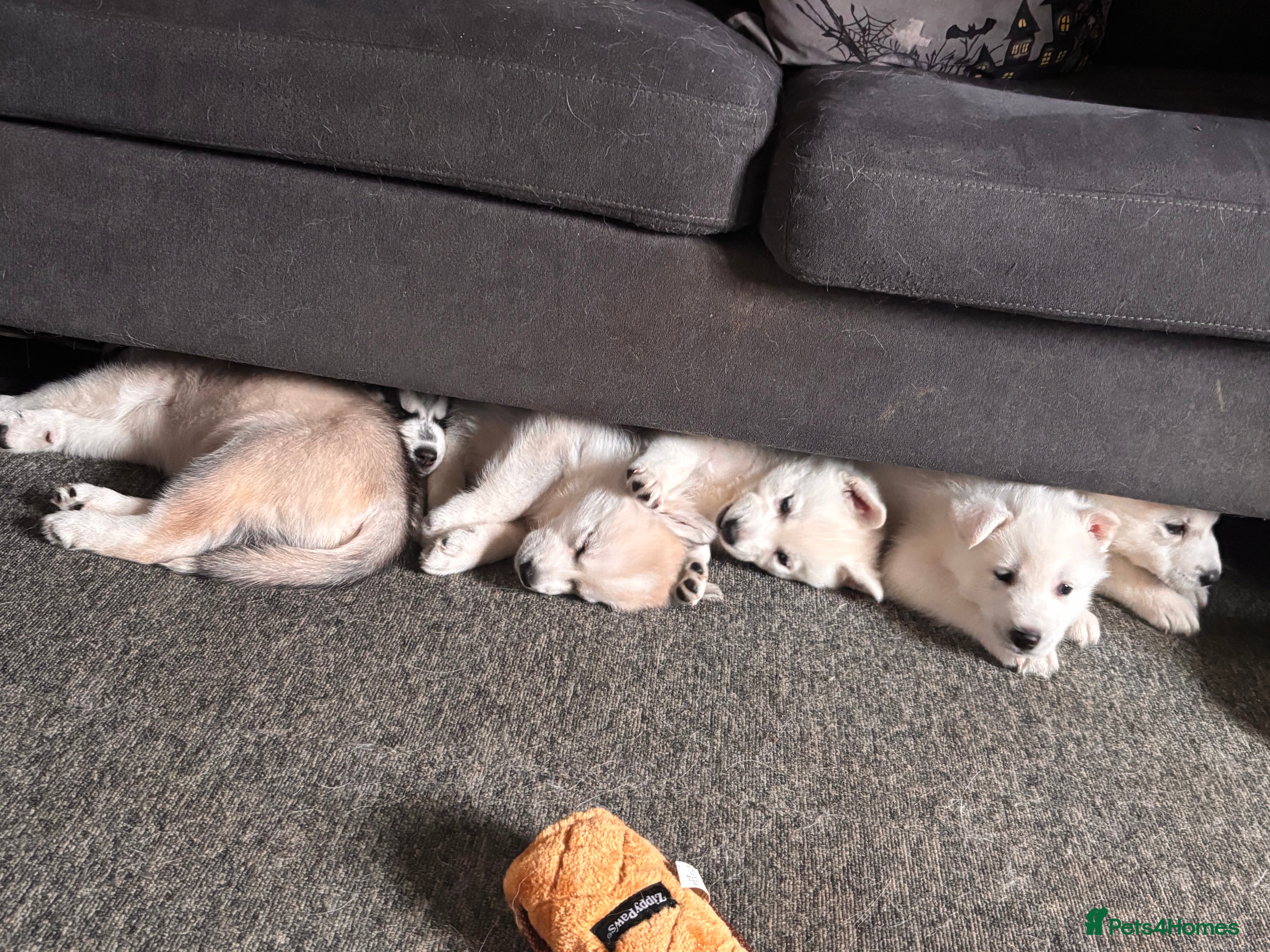 Siberian Husky dogs Husky puppies for sale - Advert 3