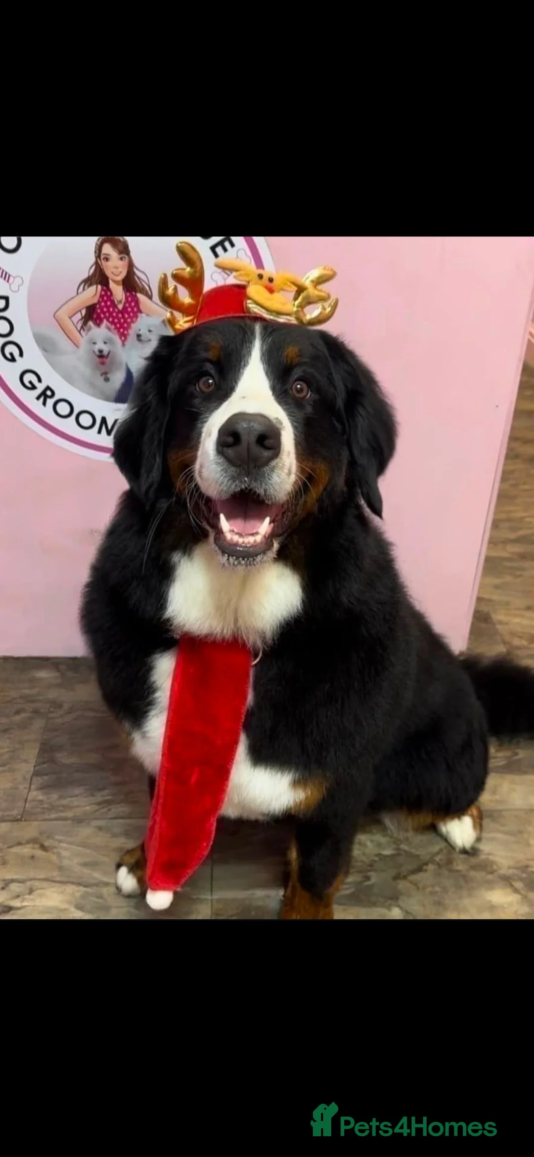 Bernese Mountain Dog dogs for stud: Proven Bernese Mountain Dog - Advert 12