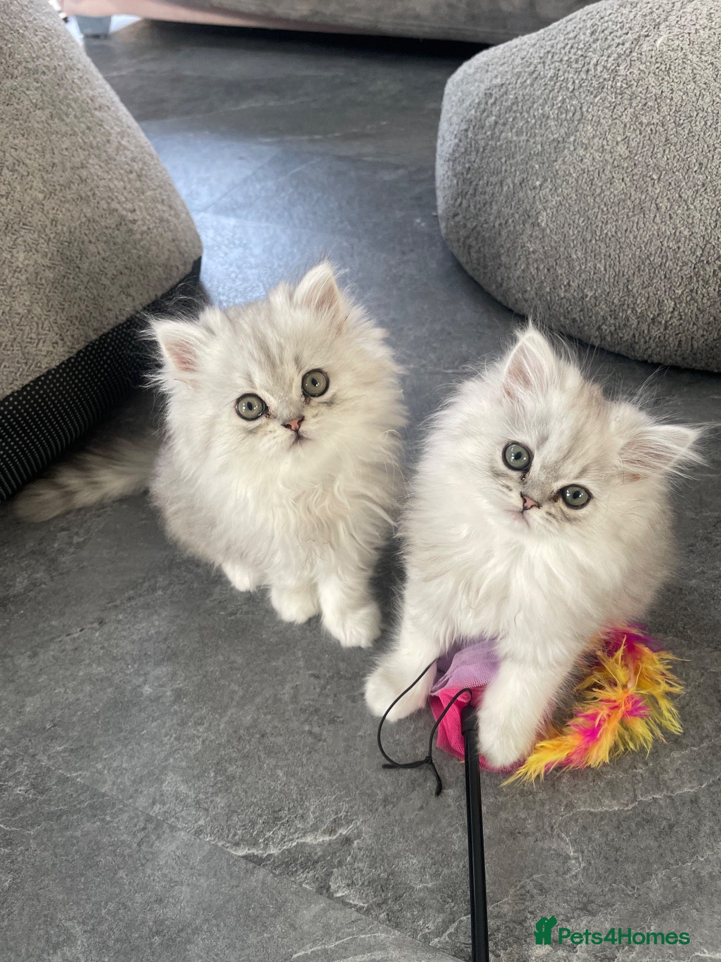 Persian cats for sale: Persian Kittens white and silver  - Advert 1