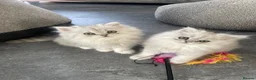 Persian cats for sale: Persian Kittens white and silver  - Advert 1