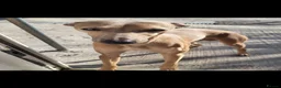 Italian Greyhound dogs for sale: Beautiful IGGY Puppies  - Advert 25