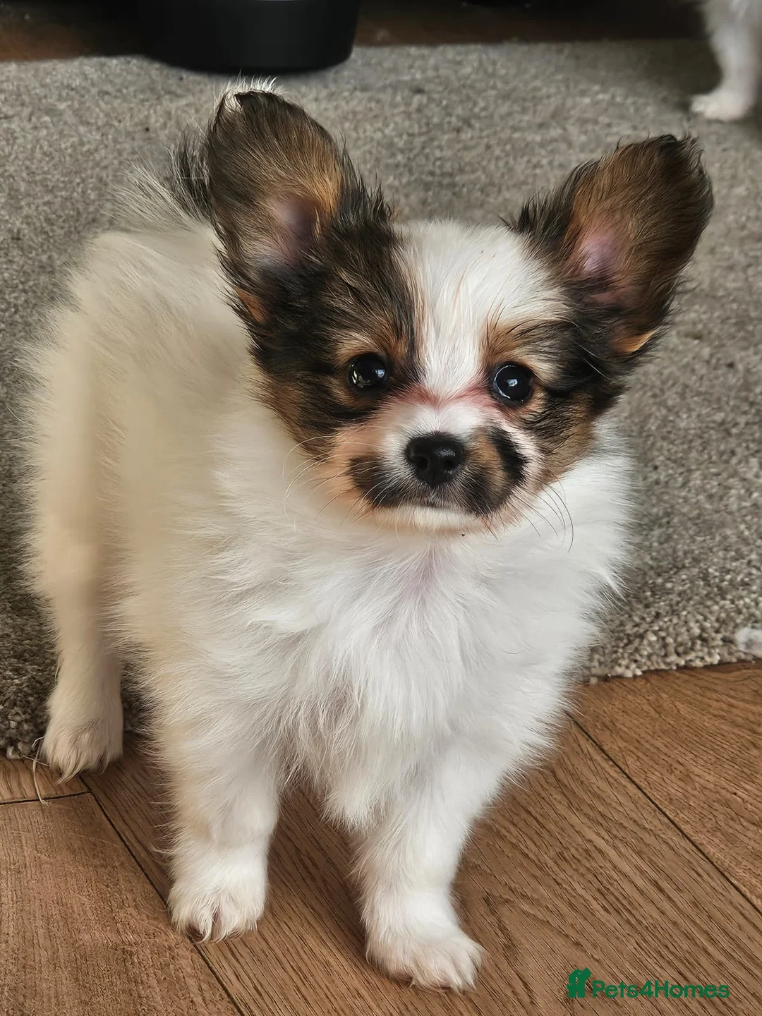 Papillon dogs for sale: Papillon puppy girls - Advert 10
