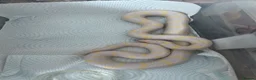 Corn Snake reptiles for sale: Colubrids for sale £100 for them all - Advert 6