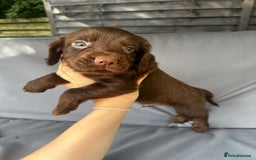 Cocker Spaniel dogs for sale: A litter of 6 gorgeous cocker spaniel puppies - Image 6
