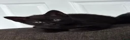 Domestic Shorthair cats for sale: 2 kittens  - Advert 3