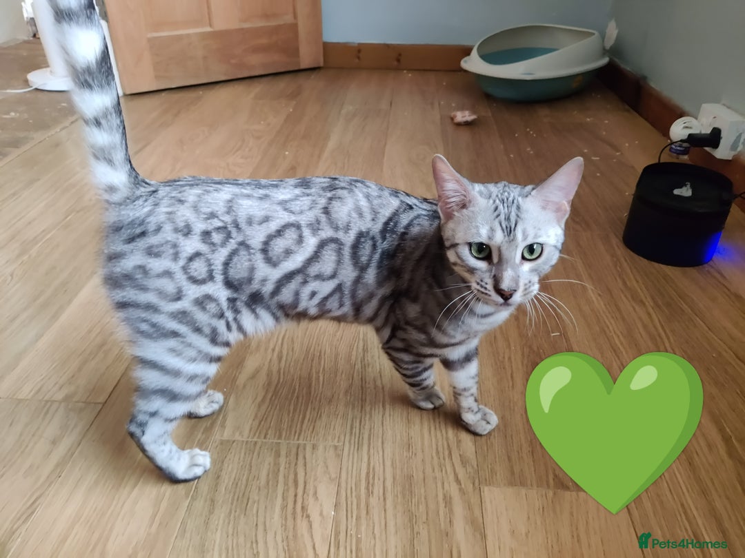 Bengal cats for sale: Only 2 boys left in Saint Helens - Image 9