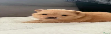 Pomeranian 1