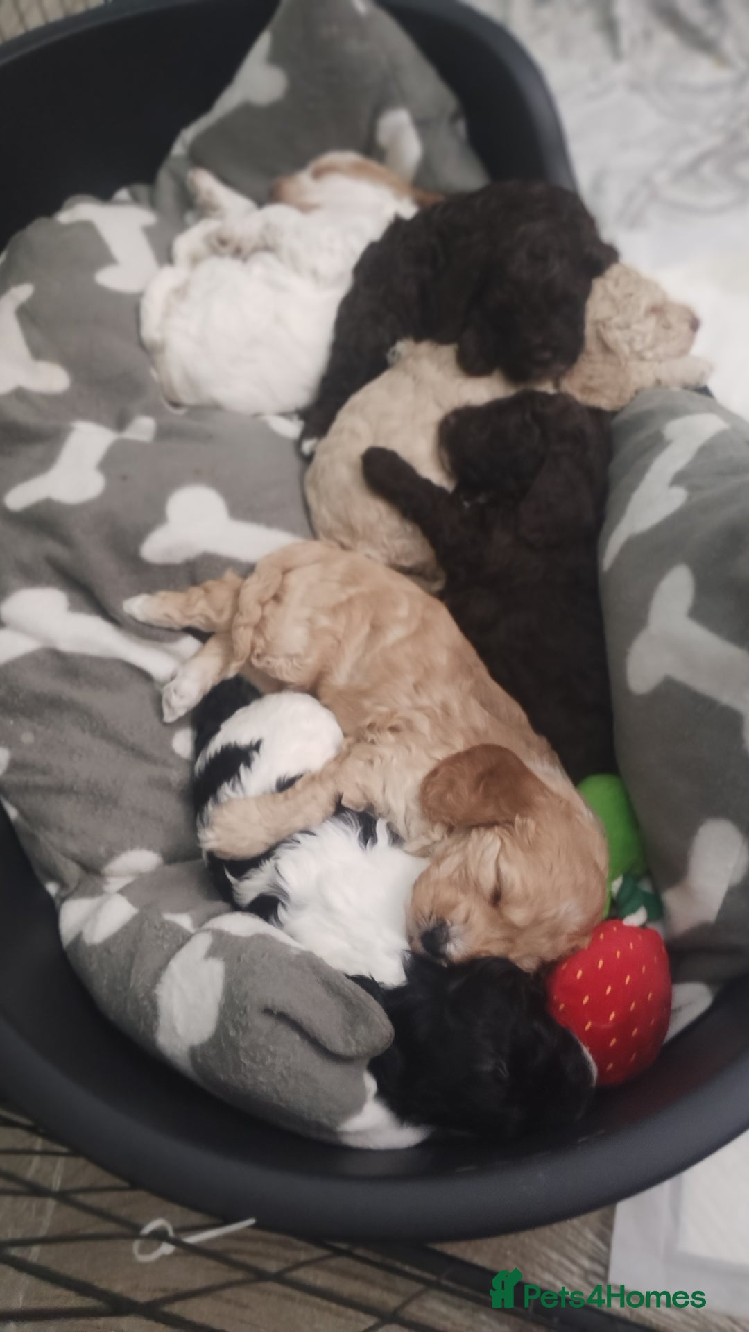 Cockapoo dogs for sale: Cockapoo puppies - Advert 7