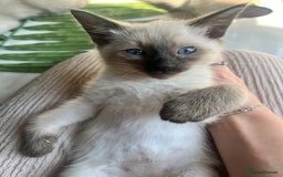 Siamese cats for sale: Human Toilet Trained! Exquisite Siamese Kittens - Image 9