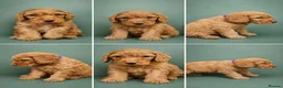 Cockapoo dogs for sale: Beautiful litter of cockapoo pups  in Pontypridd - Advert 3