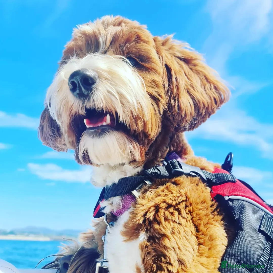 Australian Labradoodle dogs for sale: Australian Labradoodle waiting list  - Advert 2