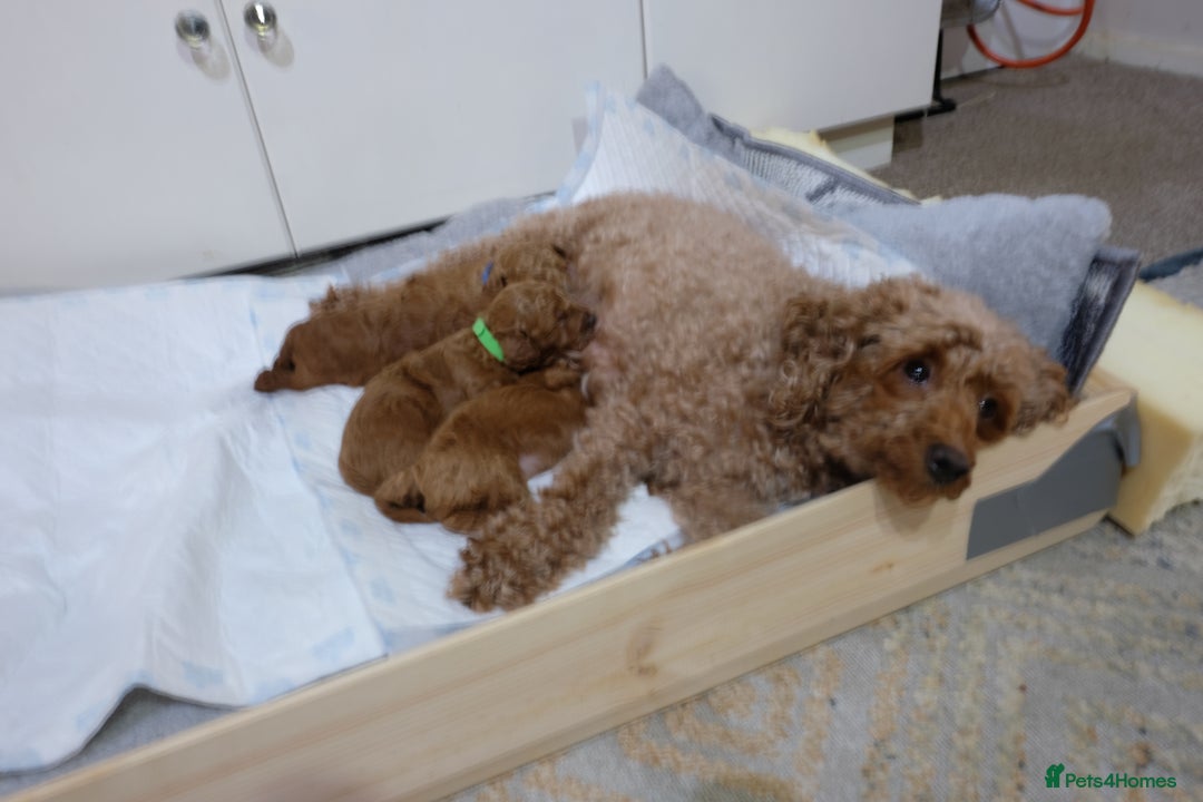 Toy Poodle dogs for sale: Gorgeous KC registered Red Toy Poodle pups - Image 1