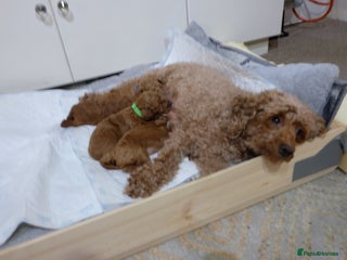 Toy Poodle dogs - Advert 20