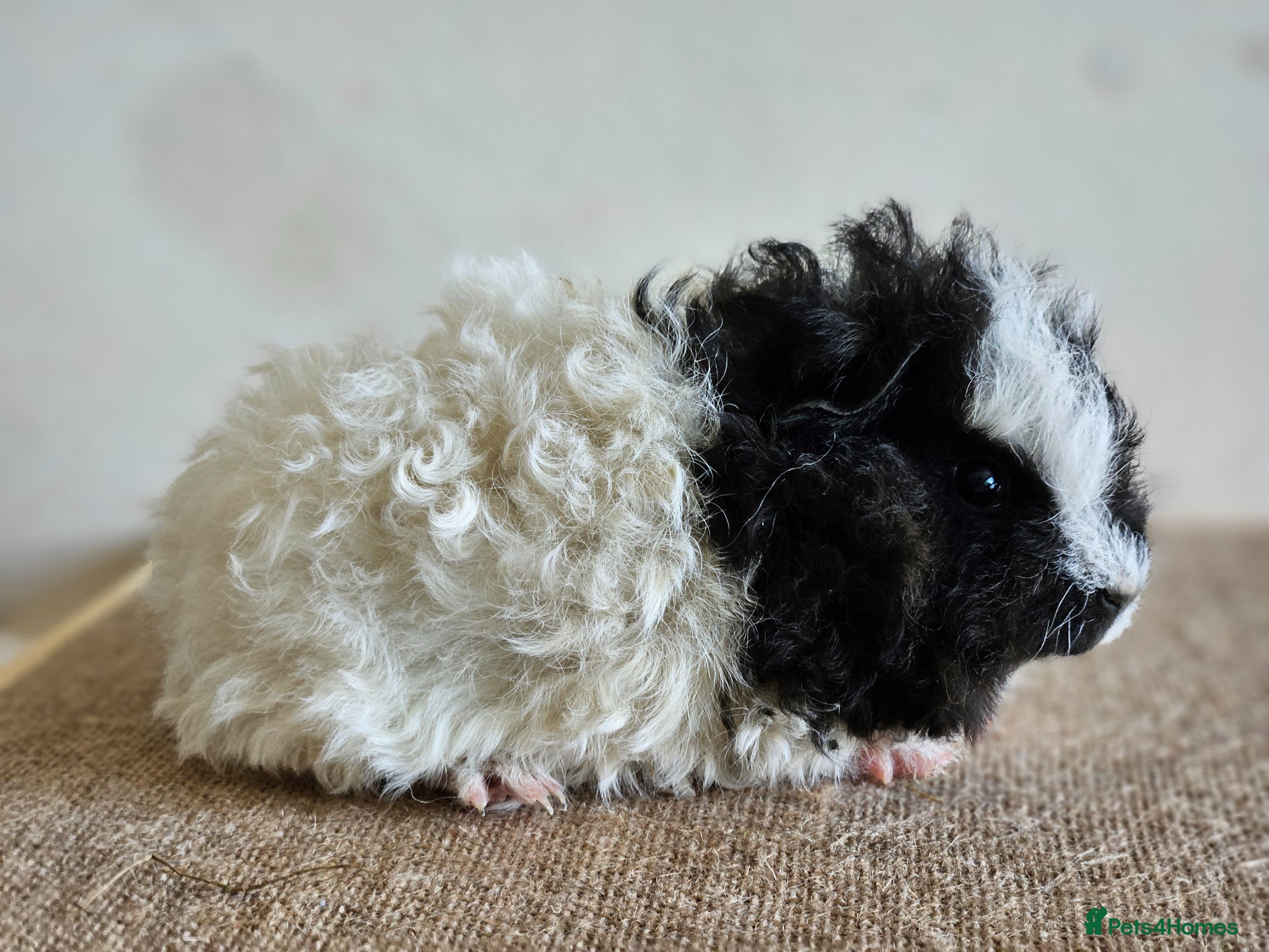 Guinea Pig rodents Single 6-8 wk baby boys for bonding with solo male - Advert 14