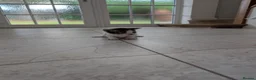 Mixed Breed cats for sale: Georgous Kittens Looking For A New Home - Advert 7