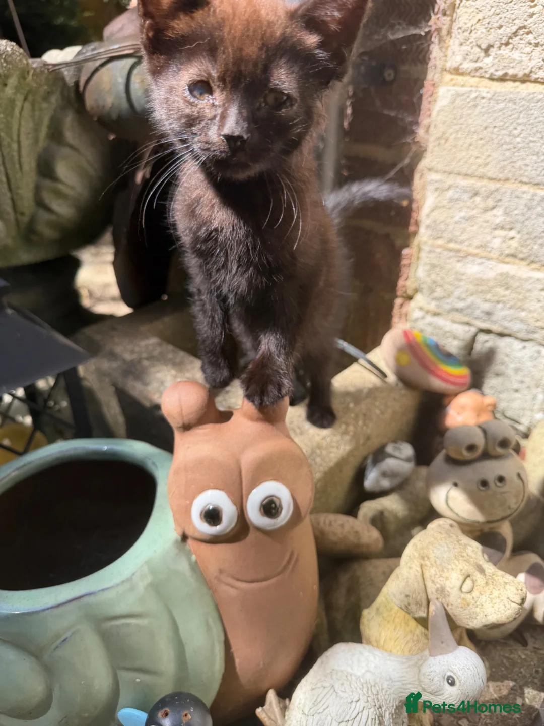 Mixed Breed cats for sale: Kittens for sale - Advert 5