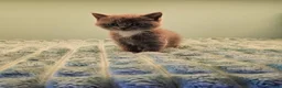 British Shorthair cats for sale: Blue British short hair X kittens  - Advert 4