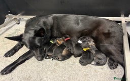 German Shepherd dogs for sale: READY NOW - Image 6