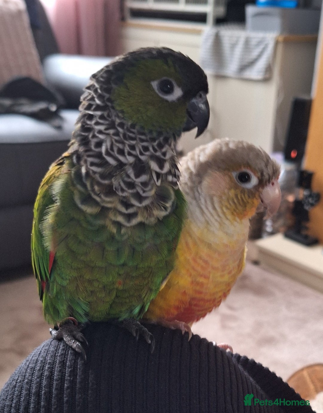 Parrots birds for sale: 2 Green Cheek Conures & cage - Advert 4