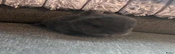 Dwarf Lop rabbits for sale: Mini lop babies - Advert 2