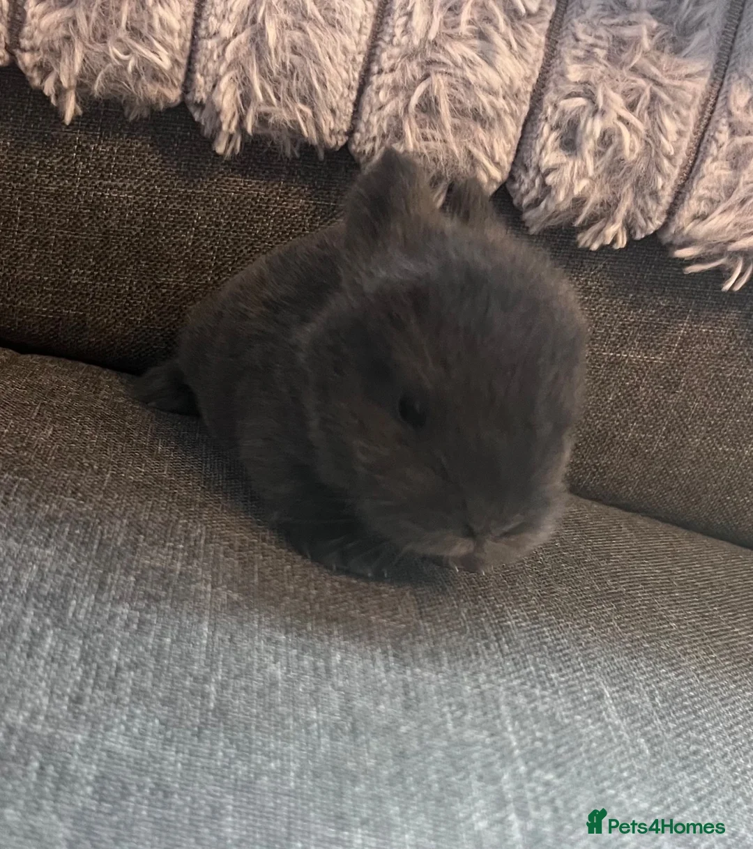 Dwarf Lop rabbits for sale: Mini lop babies - Advert 2