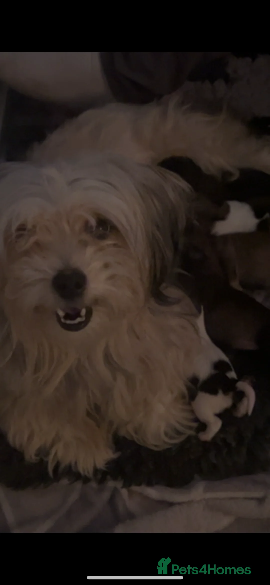 Chorkie dogs for sale: Outstanding Chorkie Puppies 🐶  - Advert 8