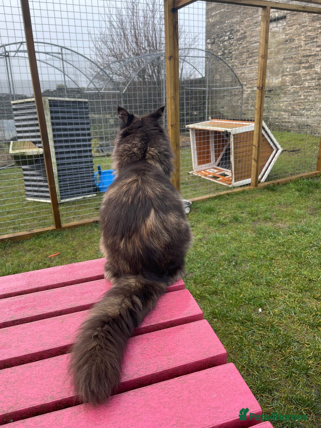 Maine Coon cats for sale: Top pedigree MaineCoon sisters  - Advert 8