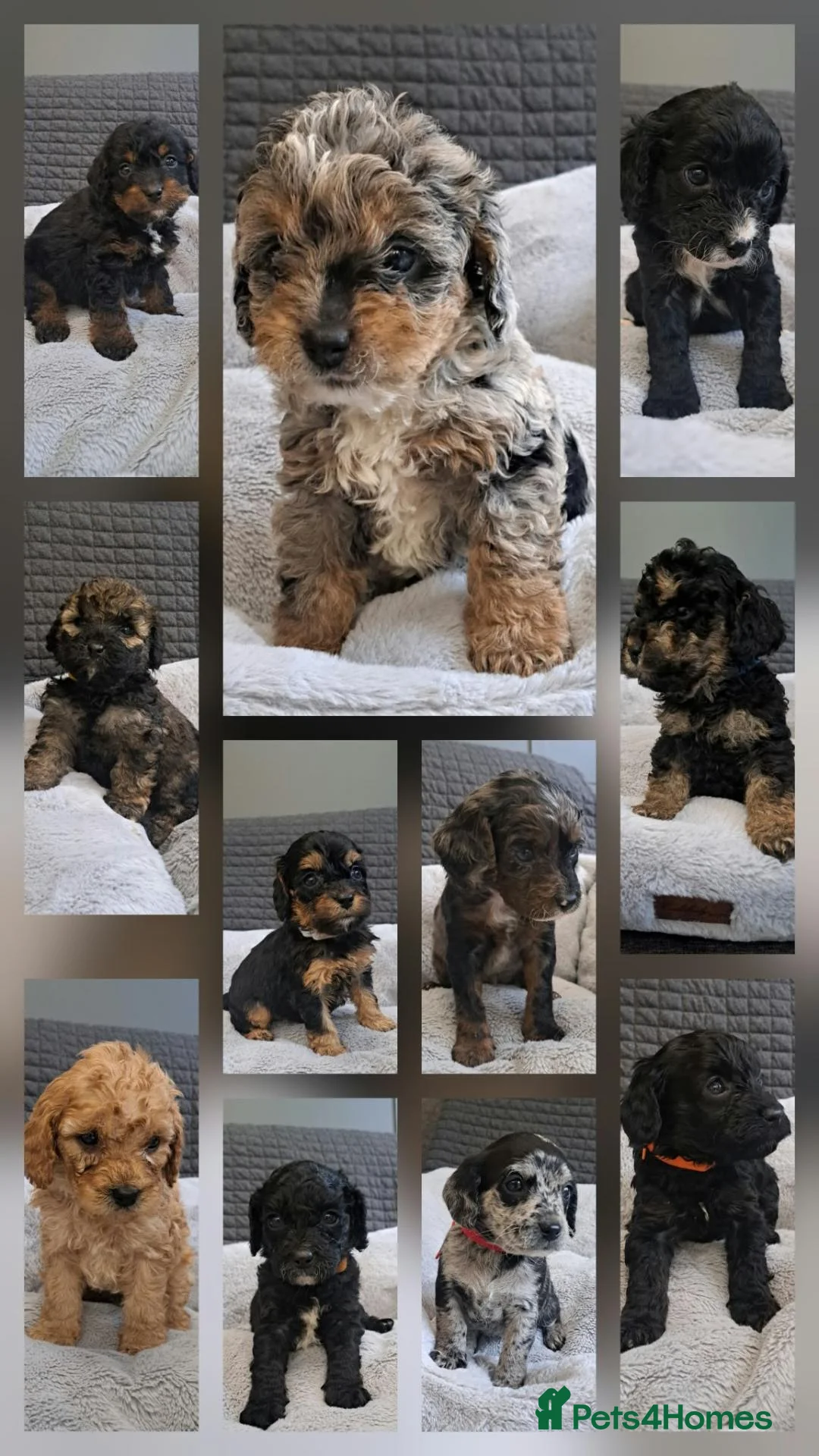 Cavapoo dogs for sale: Adorable Cavapoo Puppies - Advert 1